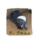 胡麻之介（個別スタンプ：11）