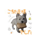 S family Dogs 2（個別スタンプ：9）