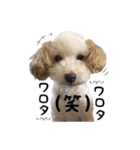 S family Dogs 2（個別スタンプ：23）