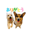 S family Dogs 2（個別スタンプ：24）