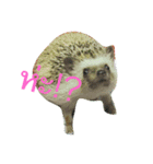 Hedgehog JomJeezJaz（個別スタンプ：1）