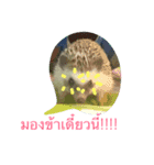 Hedgehog JomJeezJaz（個別スタンプ：2）