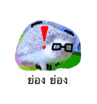Hedgehog JomJeezJaz（個別スタンプ：4）