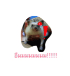 Hedgehog JomJeezJaz（個別スタンプ：5）