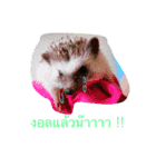 Hedgehog JomJeezJaz（個別スタンプ：6）
