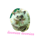 Hedgehog JomJeezJaz（個別スタンプ：7）