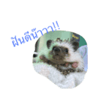 Hedgehog JomJeezJaz（個別スタンプ：8）
