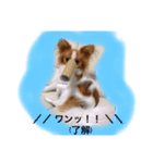 パピヨン犬のこっちゃんの日常会話(犬語)（個別スタンプ：1）