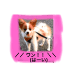 パピヨン犬のこっちゃんの日常会話(犬語)（個別スタンプ：2）