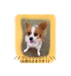 パピヨン犬のこっちゃんの日常会話(犬語)（個別スタンプ：3）