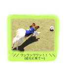 パピヨン犬のこっちゃんの日常会話(犬語)（個別スタンプ：4）