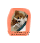 パピヨン犬のこっちゃんの日常会話(犬語)（個別スタンプ：5）