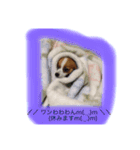 パピヨン犬のこっちゃんの日常会話(犬語)（個別スタンプ：6）