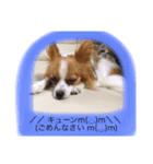 パピヨン犬のこっちゃんの日常会話(犬語)（個別スタンプ：7）