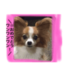 パピヨン犬のこっちゃんの日常会話(犬語)（個別スタンプ：8）