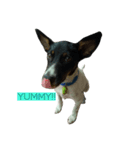 Jacqueline the funny rat terrier（個別スタンプ：1）