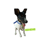 Jacqueline the funny rat terrier（個別スタンプ：2）