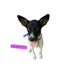 Jacqueline the funny rat terrier（個別スタンプ：3）