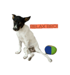 Jacqueline the funny rat terrier（個別スタンプ：4）