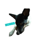 Jacqueline the funny rat terrier（個別スタンプ：5）