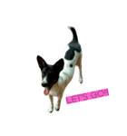 Jacqueline the funny rat terrier（個別スタンプ：6）