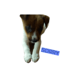 Jacqueline the funny rat terrier（個別スタンプ：7）
