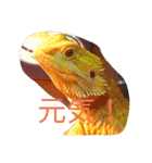 使えるトカゲラッシュ(笑)（個別スタンプ：6）
