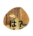 使えるトカゲラッシュ(笑)（個別スタンプ：12）