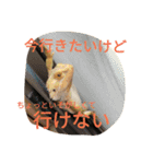 使えるトカゲラッシュ(笑)（個別スタンプ：13）
