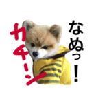 僕たぬき 2（個別スタンプ：1）
