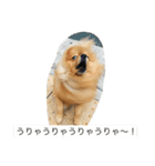 pomeranian enchan（個別スタンプ：1）