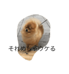pomeranian enchan（個別スタンプ：3）