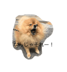 pomeranian enchan（個別スタンプ：4）