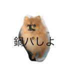 pomeranian enchan（個別スタンプ：5）