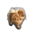 pomeranian enchan（個別スタンプ：6）