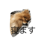 pomeranian enchan（個別スタンプ：7）