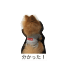 pomeranian enchan（個別スタンプ：9）