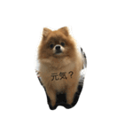pomeranian enchan（個別スタンプ：10）