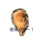 pomeranian enchan（個別スタンプ：11）