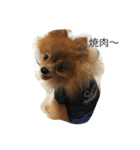 pomeranian enchan（個別スタンプ：12）