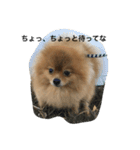 pomeranian enchan（個別スタンプ：13）