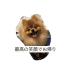 pomeranian enchan（個別スタンプ：15）