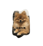 pomeranian enchan（個別スタンプ：16）