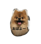 pomeranian enchan（個別スタンプ：17）