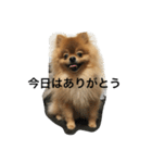 pomeranian enchan（個別スタンプ：18）