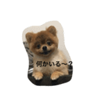 pomeranian enchan（個別スタンプ：19）