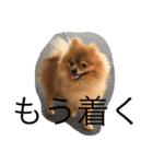 pomeranian enchan（個別スタンプ：20）
