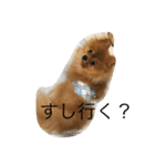 pomeranian enchan（個別スタンプ：21）