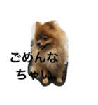 pomeranian enchan（個別スタンプ：22）