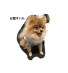 pomeranian enchan（個別スタンプ：23）